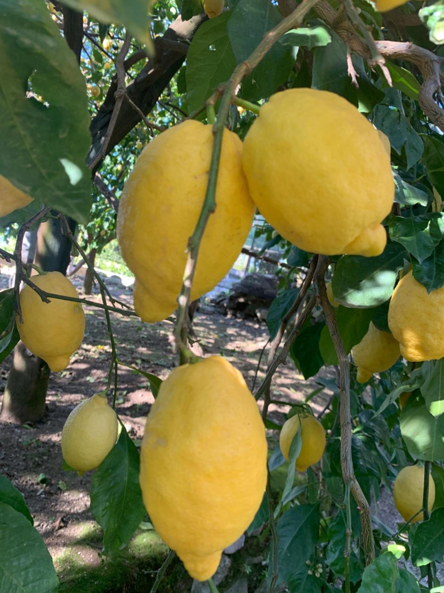 Sorrento Studios Lemons Hill Экстерьер фото